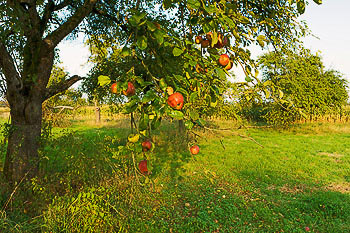 Bild vergrößern und Infos Apfelbaum auf Streuobstwiese