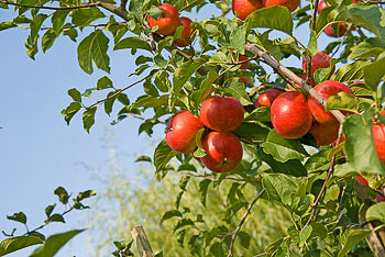 Bild vergrößern und Infos Äpfel, Apfelbaum