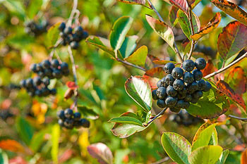 Bild vergrößern und Infos Aroniastrauch und Aroniabeeren
