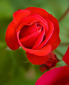 rote Rose
