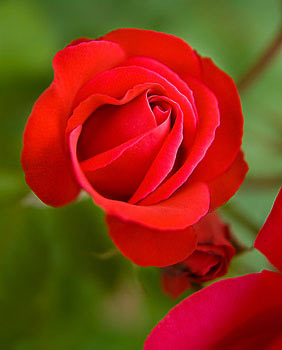 Bild vergrößern und Infos rote Rose