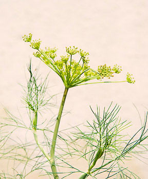 Bild vergrößern und Infos Fenchel