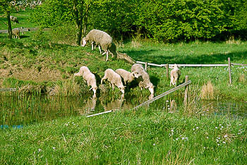 Bild vergrößern und Infos Schafe an einem Bach auf einer Wiese