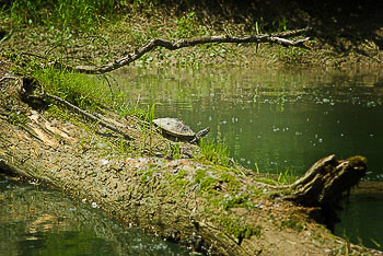 Bild vergrößern und Infos Wasserschildkröte in den Rheinauen