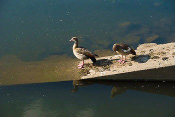 Bild vergrößern und Infos Nilgänse