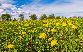 Bild vergrößern und Infos Löwenzahn-Wiese