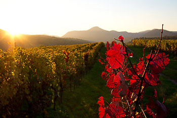 Bild vergrößern und Infos Weinreben in der Pfalz