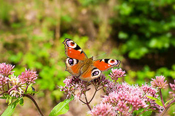 Bild vergrößern und Infos Schmetterling Tagpfauenauge