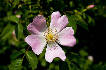 Bild vergrößern und Infos Heckenrose