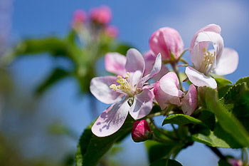 Bild vergrößern und Infos Apfelblüte