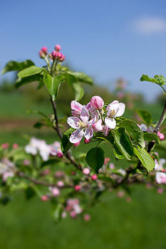 Bild vergrößern und Infos Apfelblüte