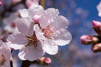 Bild vergrößern und Infos Mandelblüte