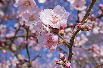 Bild vergrößern und Infos Mandelblüte