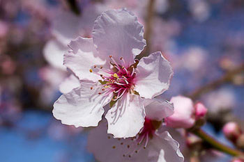 Bild vergrößern und Infos Mandelblüte
