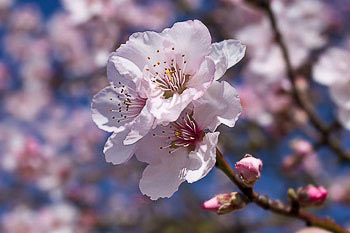 Bild vergrößern und Infos Mandelblüte