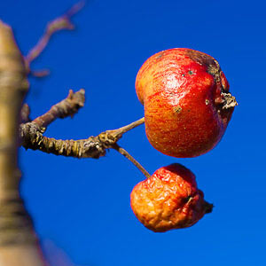 Bild vergrößern und Infos Winterapfel