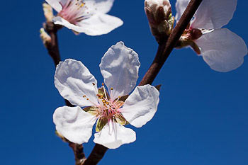 Bild vergrößern und Infos Apfelblüte