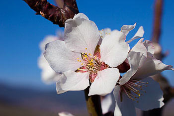 Bild vergrößern und Infos Apfelblüte