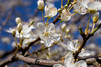 Bild vergrößern und Infos Schlehenblüten