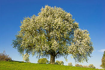 Bild vergrößern und Infos Birnen, Birnbaum