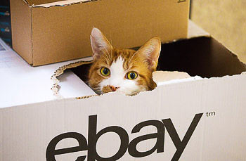 Bild vergrößern und Infos Katze im Ebay-Karton