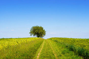 Bild vergrößern und Infos Feldweg durch Kornfelder