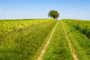 Bild vergrößern und Infos Feldweg durch Kornfelder