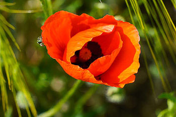 Bild vergrößern und Infos Klatschmohn