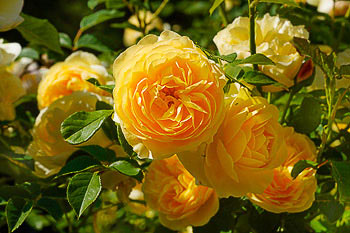 Bild vergrößern und Infos gelbe Rosen