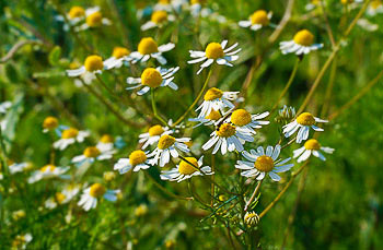Bild vergrößern und Infos Kamille (Matricaria)