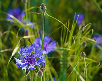 Bild vergrößern und Infos Kornblume (Cyanus)