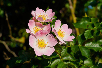 Bild vergrößern und Infos Hundsrose, Wildrose, Heckenrose