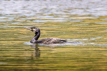 Bild vergrößern und Infos Kormoran