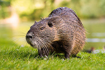 Bild vergrößern und Infos Nutria, Biberratte