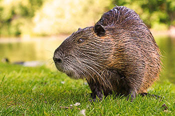 Bild vergrößern und Infos Nutria, Biberratte