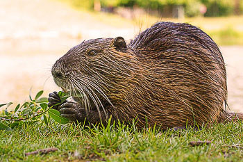 Bild vergrößern und Infos Nutria, Biberratte