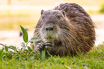 Bild vergrößern und Infos Nutria, Biberratte