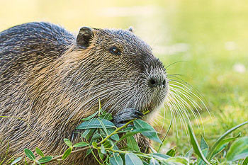 Bild vergrößern und Infos Nutria, Biberratte