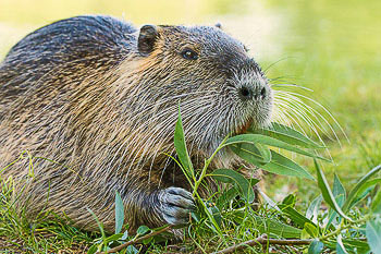 Bild vergrößern und Infos Nutria, Biberratte
