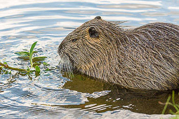 Bild vergrößern und Infos Nutria, Biberratte