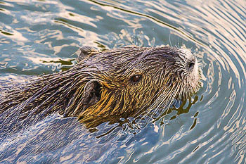 Bild vergrößern und Infos Nutria, Biberratte