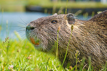Bild vergrößern und Infos Nutria, Biberratte