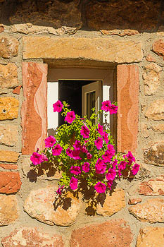 Bild vergrößern und Infos Begonien, Fenster, Buntsandstein