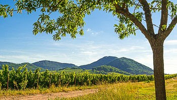Bild vergrößern und Infos Pfalz, Pfälzerwald, Weinreben