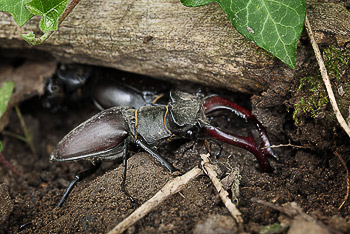 Bild vergrößern und Infos Hirschkäfer Männchen vor Weibchen (Eiablage)